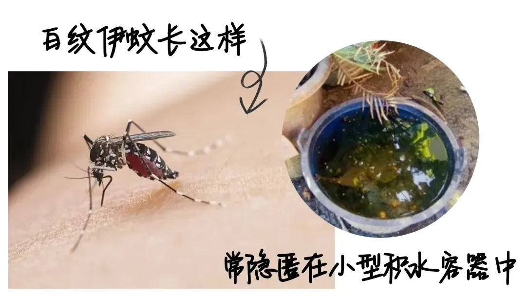 融易盈 广东一地通报：这种病已确诊478例，症状类似登革热