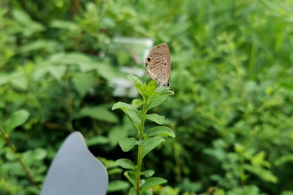 钱坛子 上海野花野草正逆袭，组成12支队伍进公园“上班”